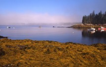 Seaweed at Seal Harbor