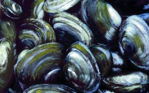 Broad Cove Clams