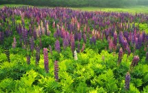 Lupine near D’Allesandro farmhouse