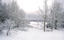 Snow in woods Islesboro