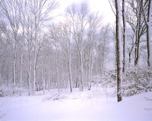 winter scenes