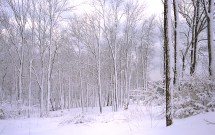 Snowy trees at Meadow Pond