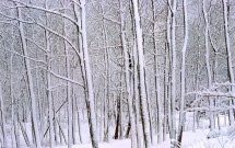 Snow in woods near Meadow Pond