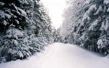 Pine trees in snow