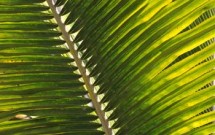 Boca Grande palm close-up