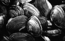 Broad Cove Clams