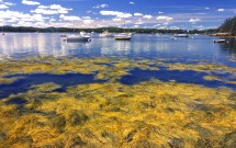 Seal Harbor, Islesboro seaweed and lobster boats