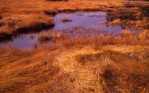 Autumn grasses at The Narrows, Islesboro