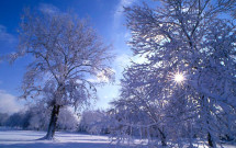 Snowy trees alongside field
