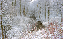 Snowy trees along brook