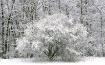 Solitary snowy bush