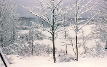 Snow-covered trees near Meadow Pond