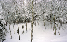 East Shore Drive with snowy trees