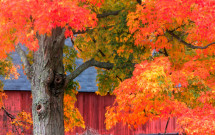 Red barn and tree Hill-Stead, Farmington