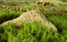 Triangle of rock with cows