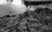 Seaweed, Seal Harbor